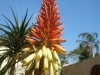 Garden Flowers 21