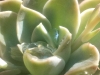 Garden Flowers 22