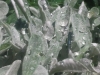 Garden Flowers 23