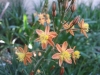 Garden Flowers 25