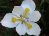 Garden Flowers 26