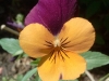 Garden Flowers 27