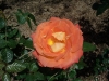 Garden Flowers 28